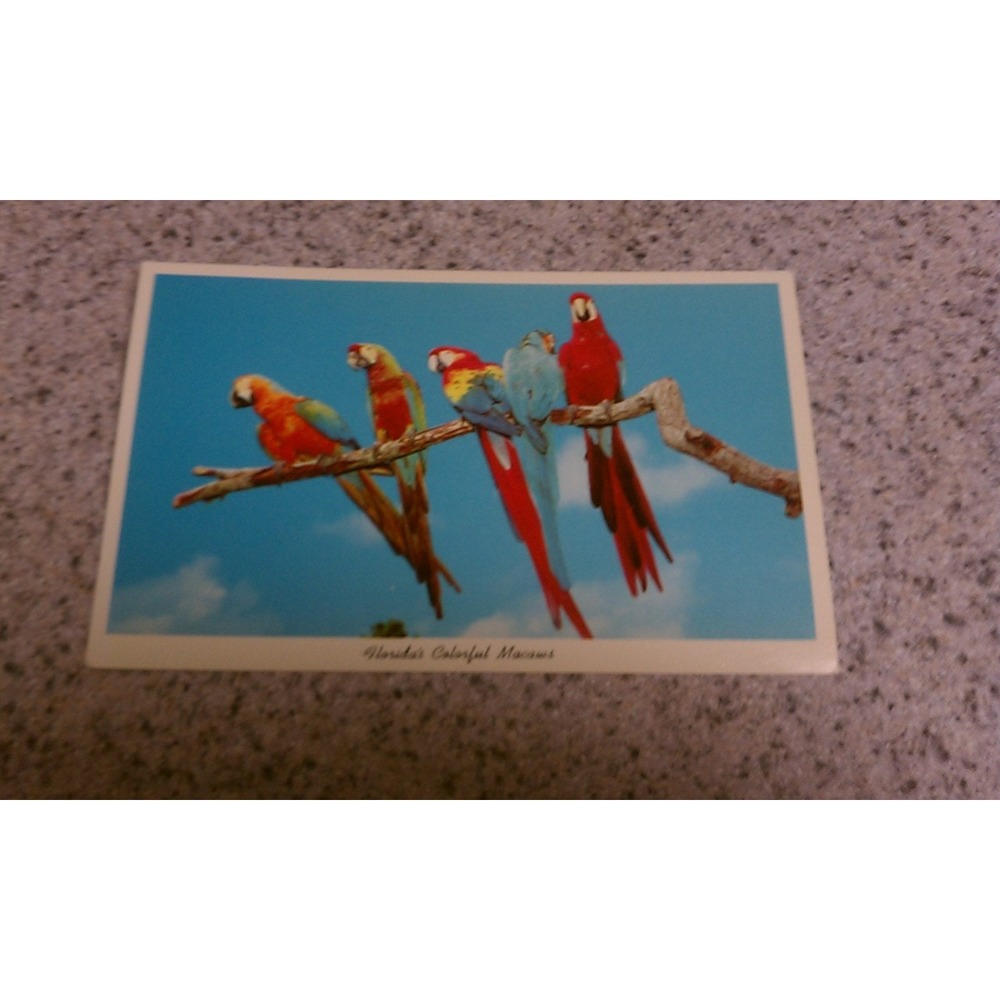 Vintage Florida Colorful Macaws postcard, vintage‎ ephemera memorabilia
